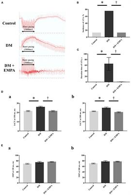 Empagliflozin suppresses mitochondrial reactive oxygen species generation and mitigates the inducibility of atrial fibrillation in diabetic rats